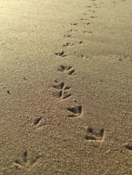 Footprints in the Sand, image by Katharina Schuetz sourced from http://www.dreamstime.com/
